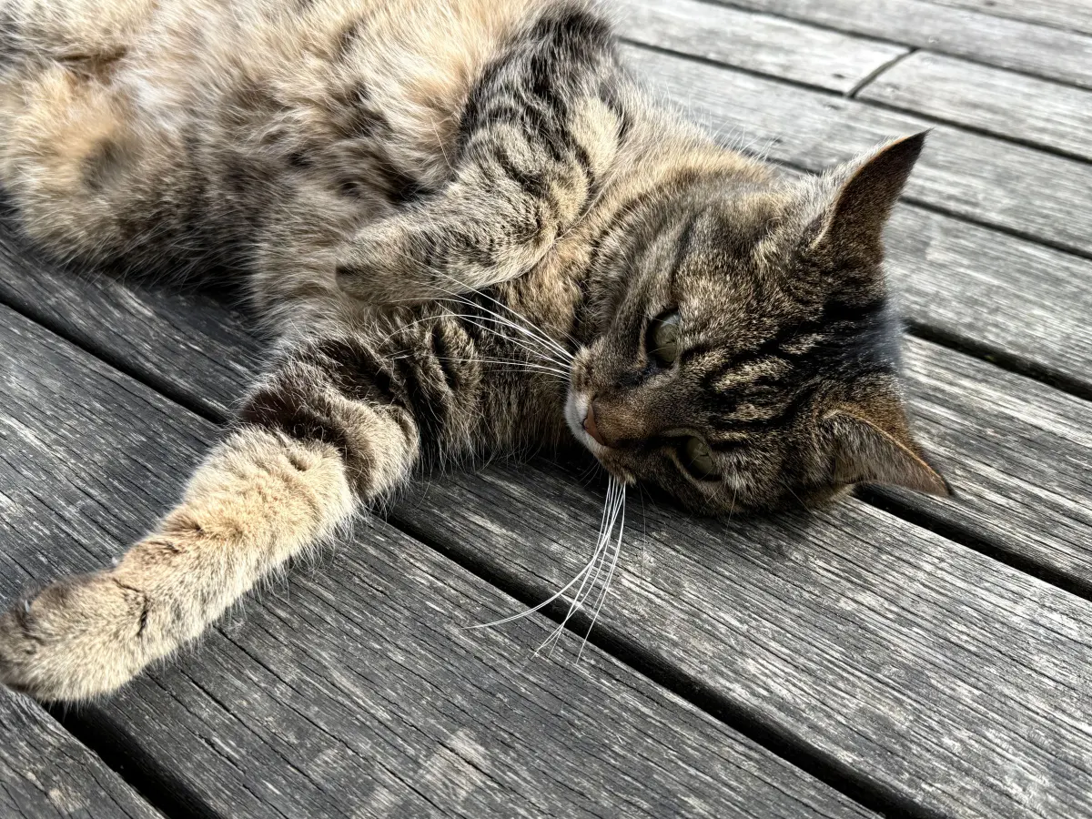 Lames de terrasse en bois grisées par le soleil à Antibes